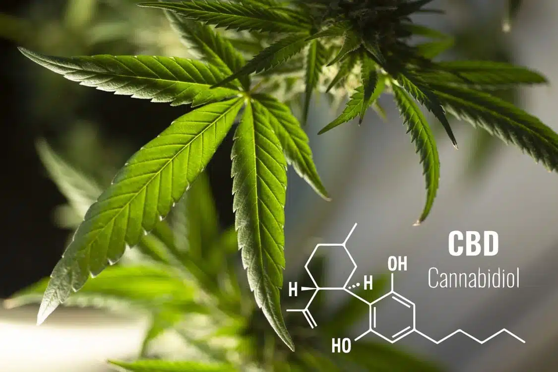 foglie, cannabis, cannabidiolo, cbd